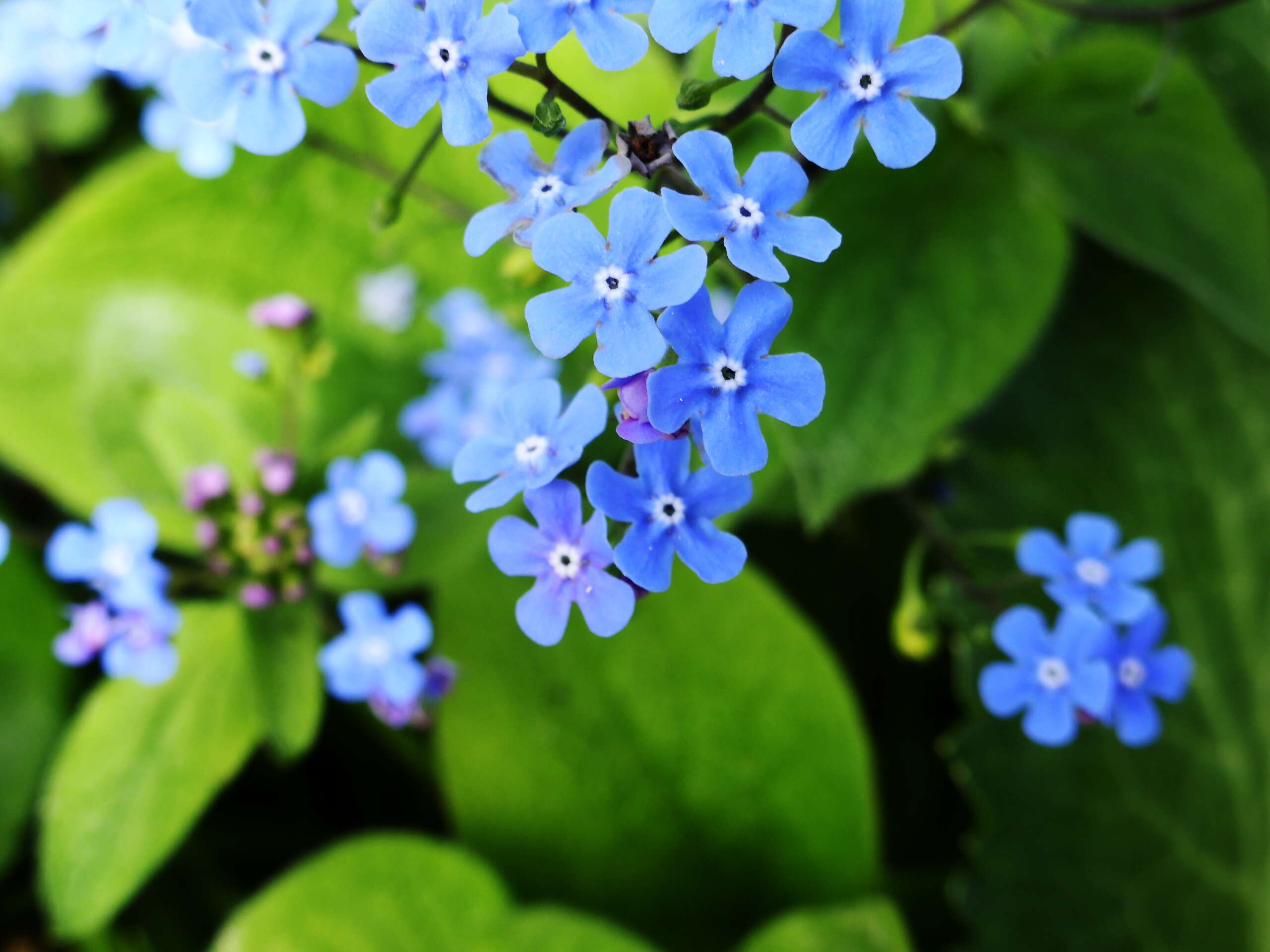 Image of False Forget-Me-Not