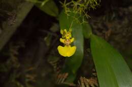 Imagem de Oncidium bryolophotum Rchb. fil.