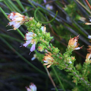 Image of Erica labialis Salisb.