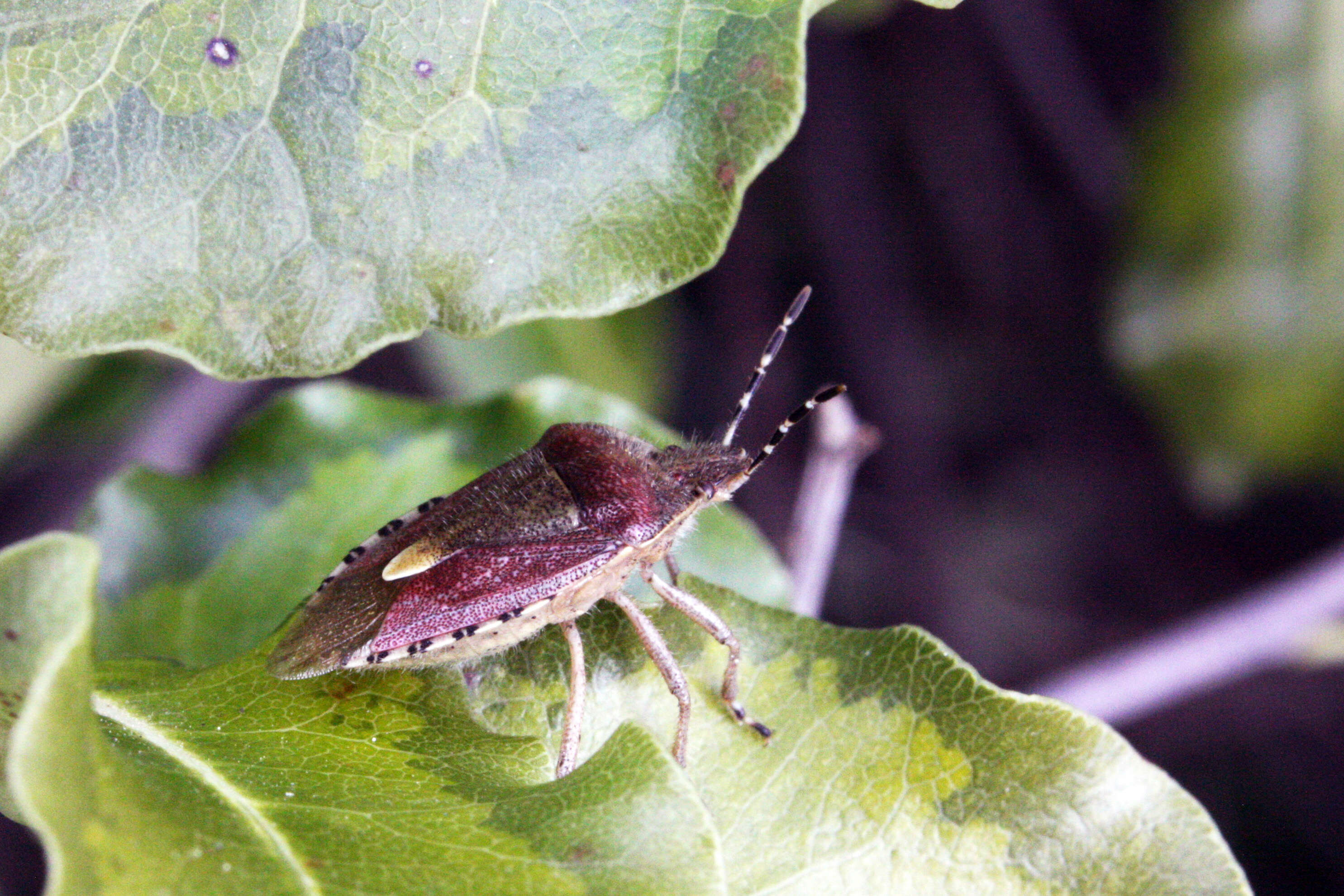 Image of sloe bug