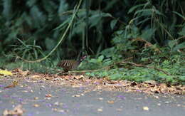 Arborophila campbelli (Robinson 1904) resmi