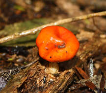 Sivun Leratiomyces erythrocephalus (Tul. & C. Tul.) Beever & D. C. Park 2008 kuva