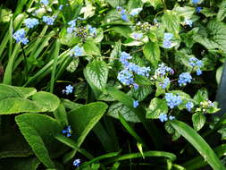 Plancia ëd Brunnera macrophylla (Adams) I. M. Johnst.