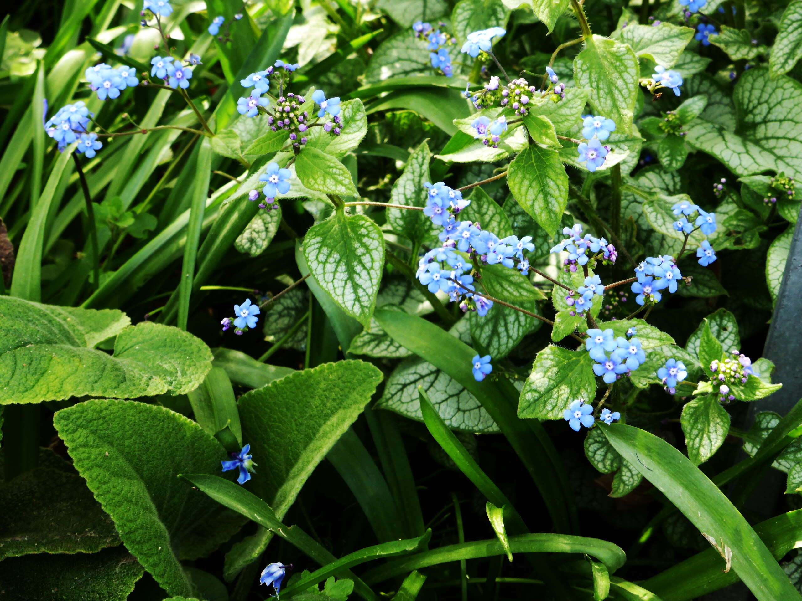 Plancia ëd Brunnera macrophylla (Adams) I. M. Johnst.