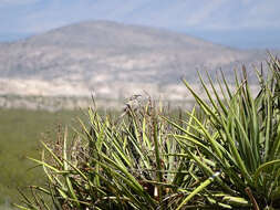 Image of Le Conte's Thrasher