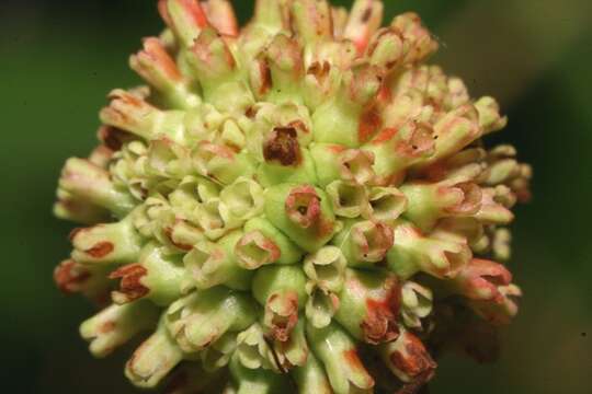 Image of common buttonbush