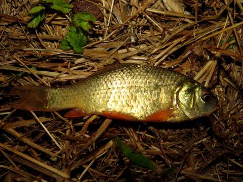 Image of Crucian Carp