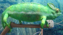 Image of Panther Chameleon