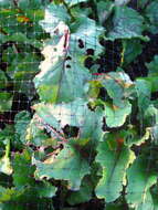 Image of Beta vulgaris subsp. vulgaris Altissima