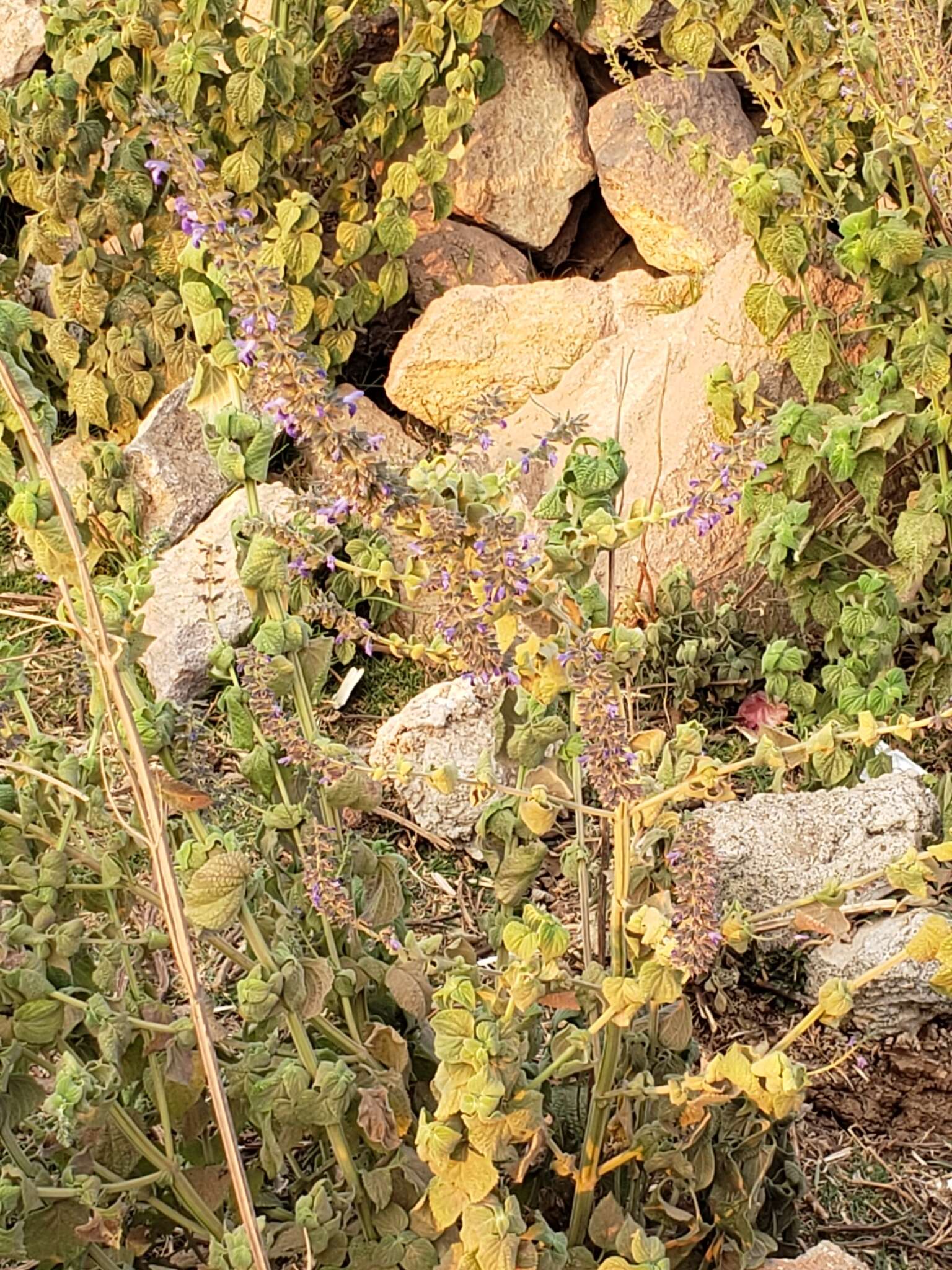 Image of Salvia longispicata M. Martens & Galeotti