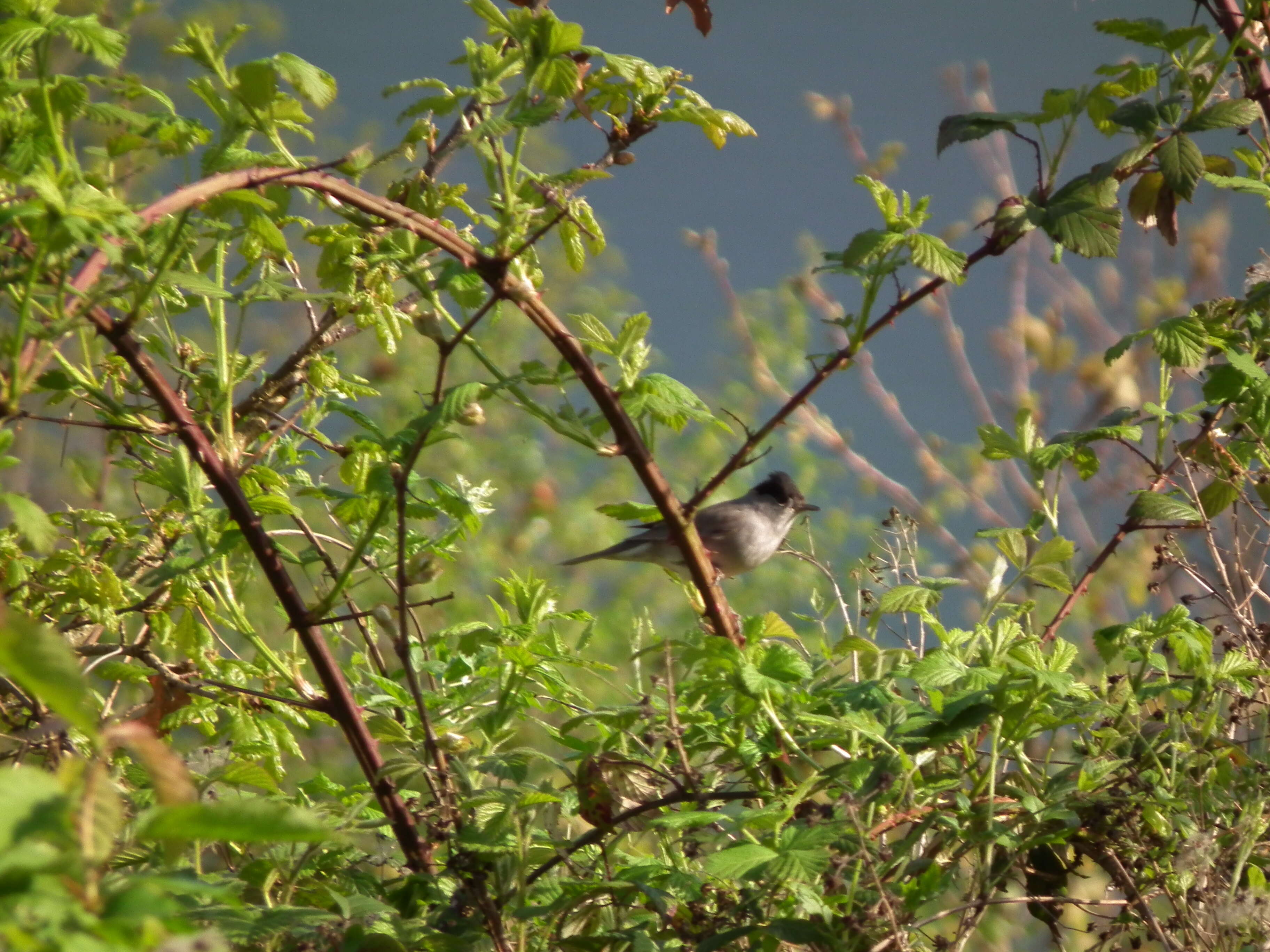 Image of Blackcap