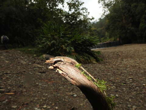 Image of Blemished Anole