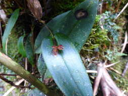 Image of Pleurothallis matudana C. Schweinf.