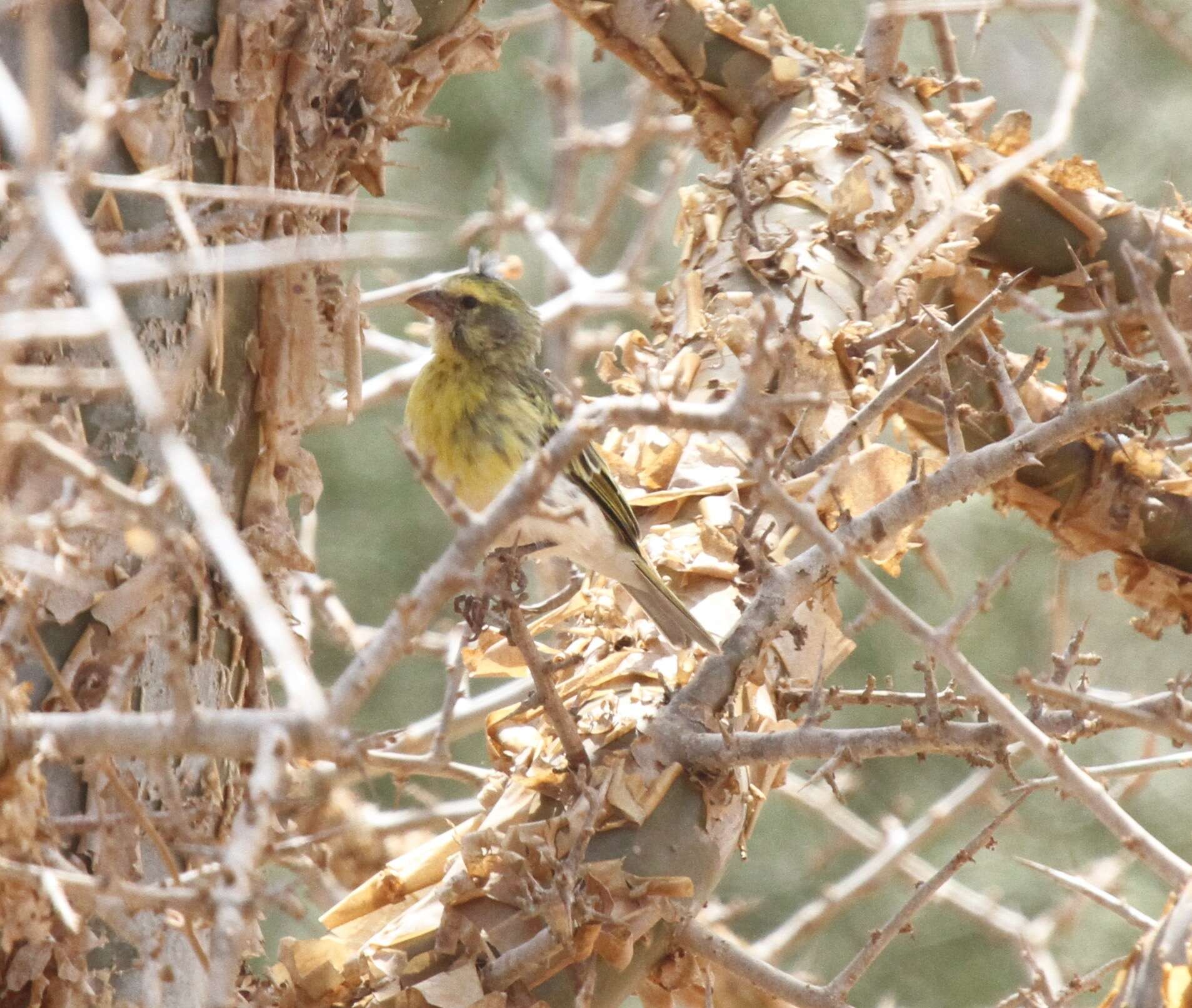 Image of White-bellied Canary