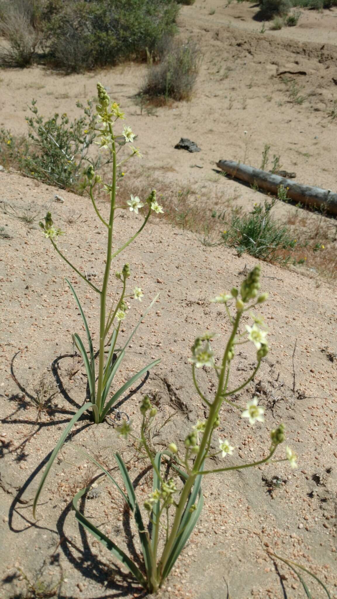 Image of desert deathcamas