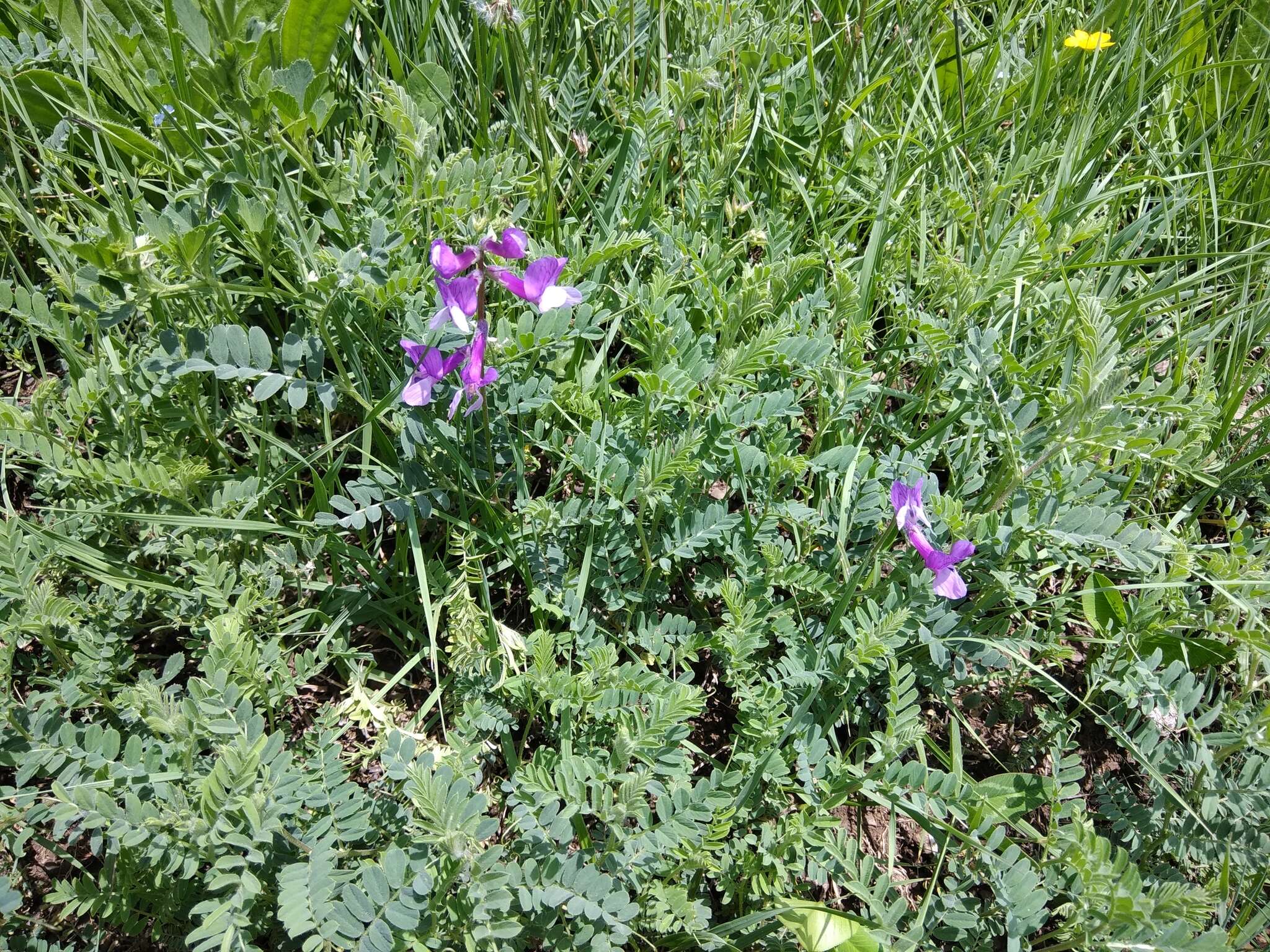 Image de Vicia sosnowskyi Ekvtim.