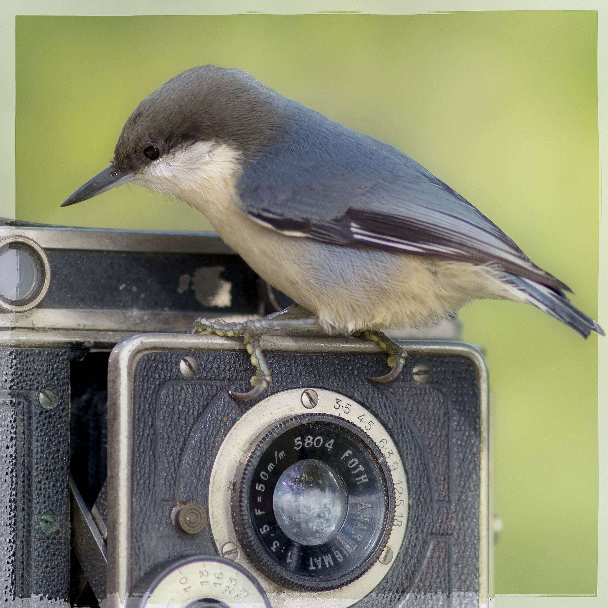 Image of Pygmy Nuthatch