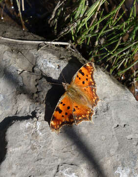 Sivun <i>Polygonia <i>egea</i></i> egea kuva