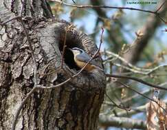 Image of Red-breasted Nuthatch