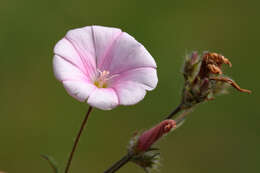 Convolvulus cantabrica L.的圖片