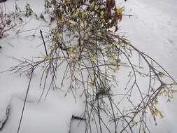 Image of winter jasmine