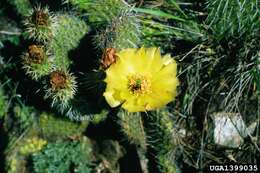 Image of Panhandle Prickly-pear