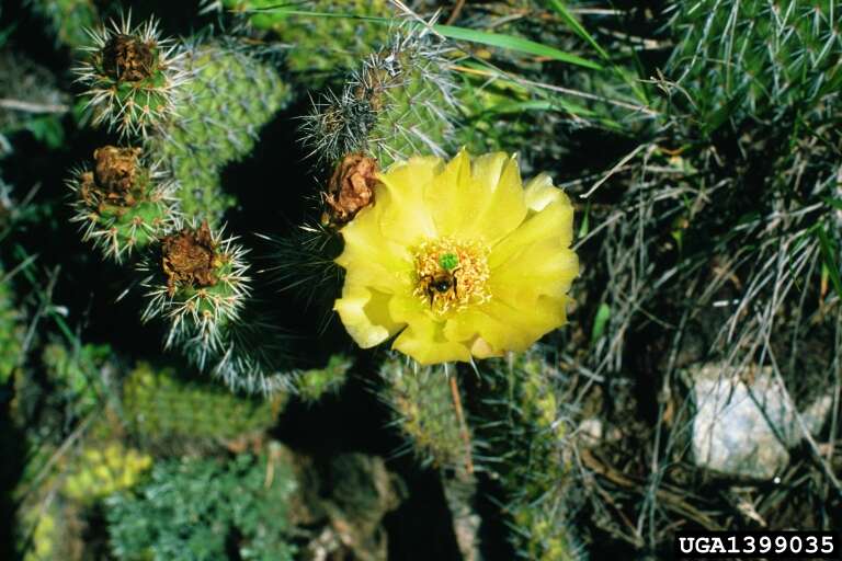 Image of Panhandle Prickly-pear