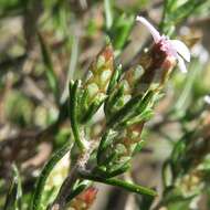 Amphiglossa tomentosa (Thunb.) Harv. resmi