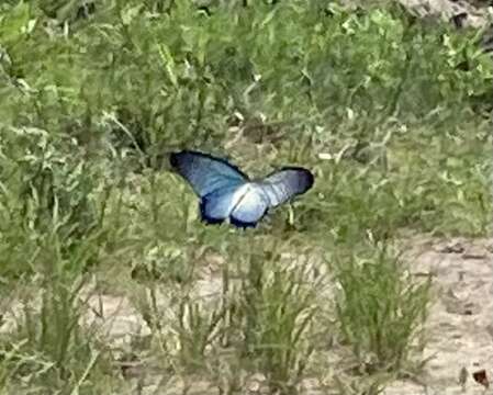 Image of Giant Blue Swallowtail