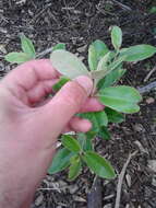 Pittosporum ralphii T. Kirk resmi