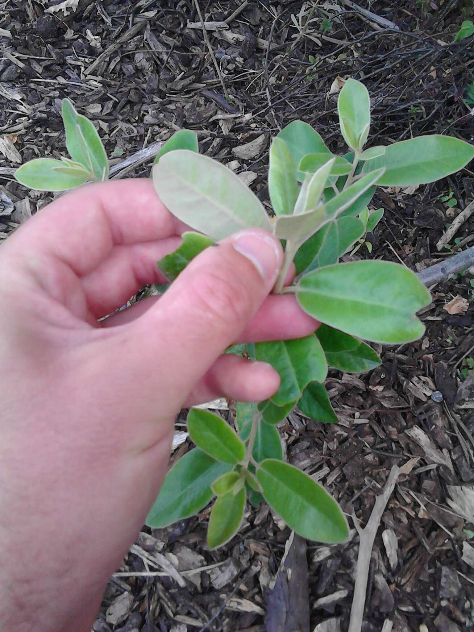 Pittosporum ralphii T. Kirk resmi