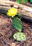 Image of Eastern Prickly Pear