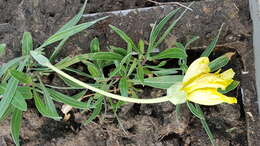 Image of Missouri primrose