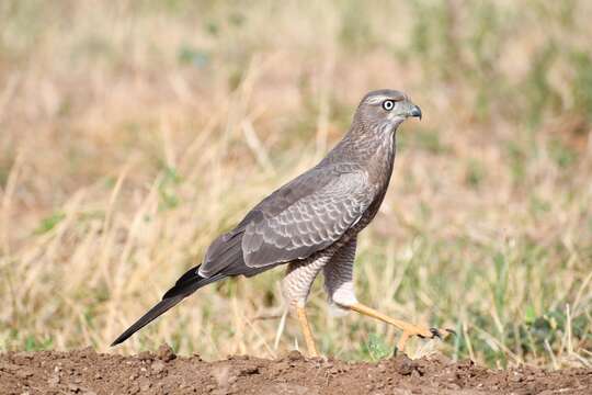 Image of Eastern Chanting Goshawk