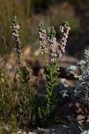 Erica goatcheriana L. Bolus resmi