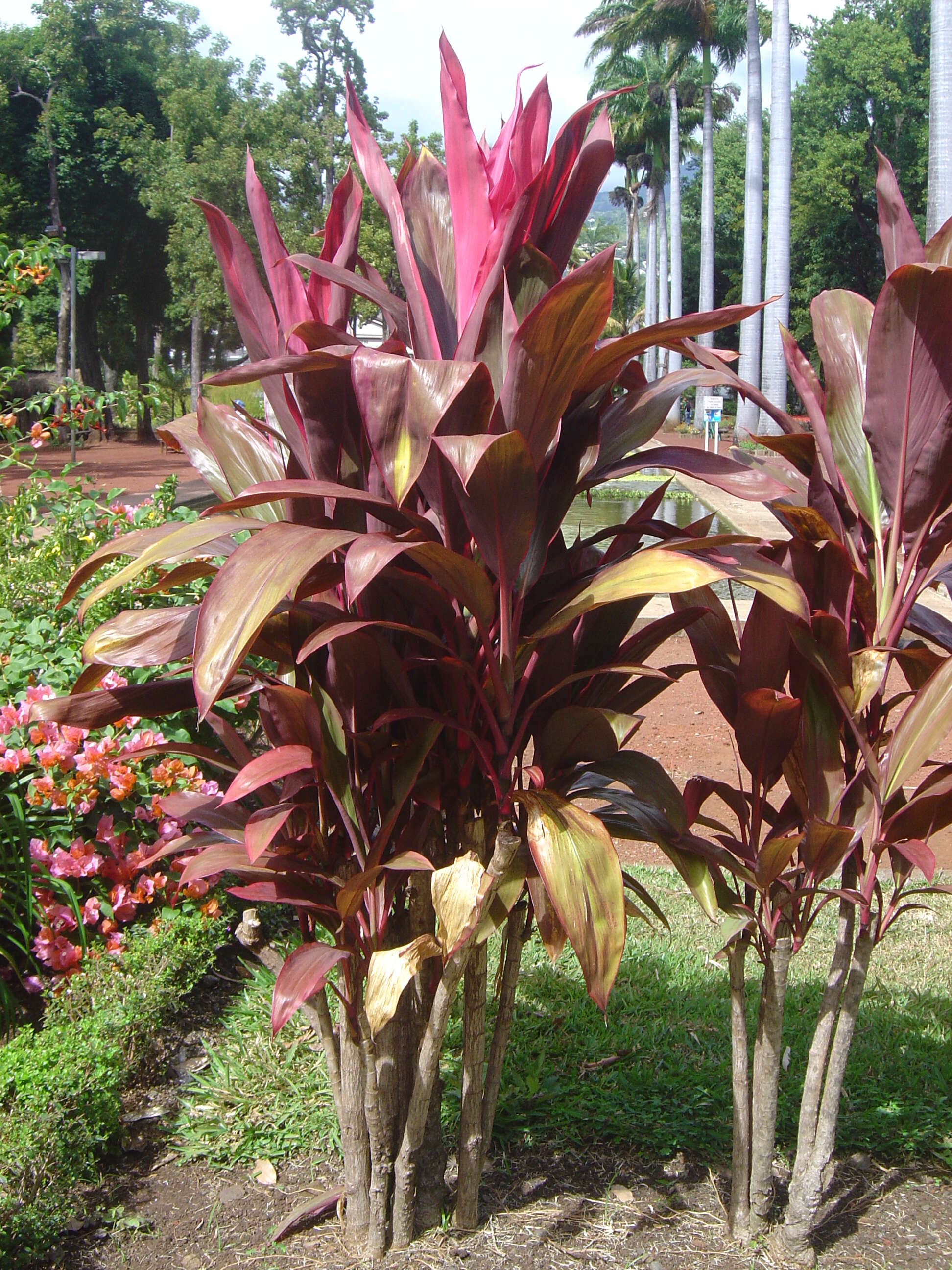 Imagem de Cordyline fruticosa (L.) A. Chev.