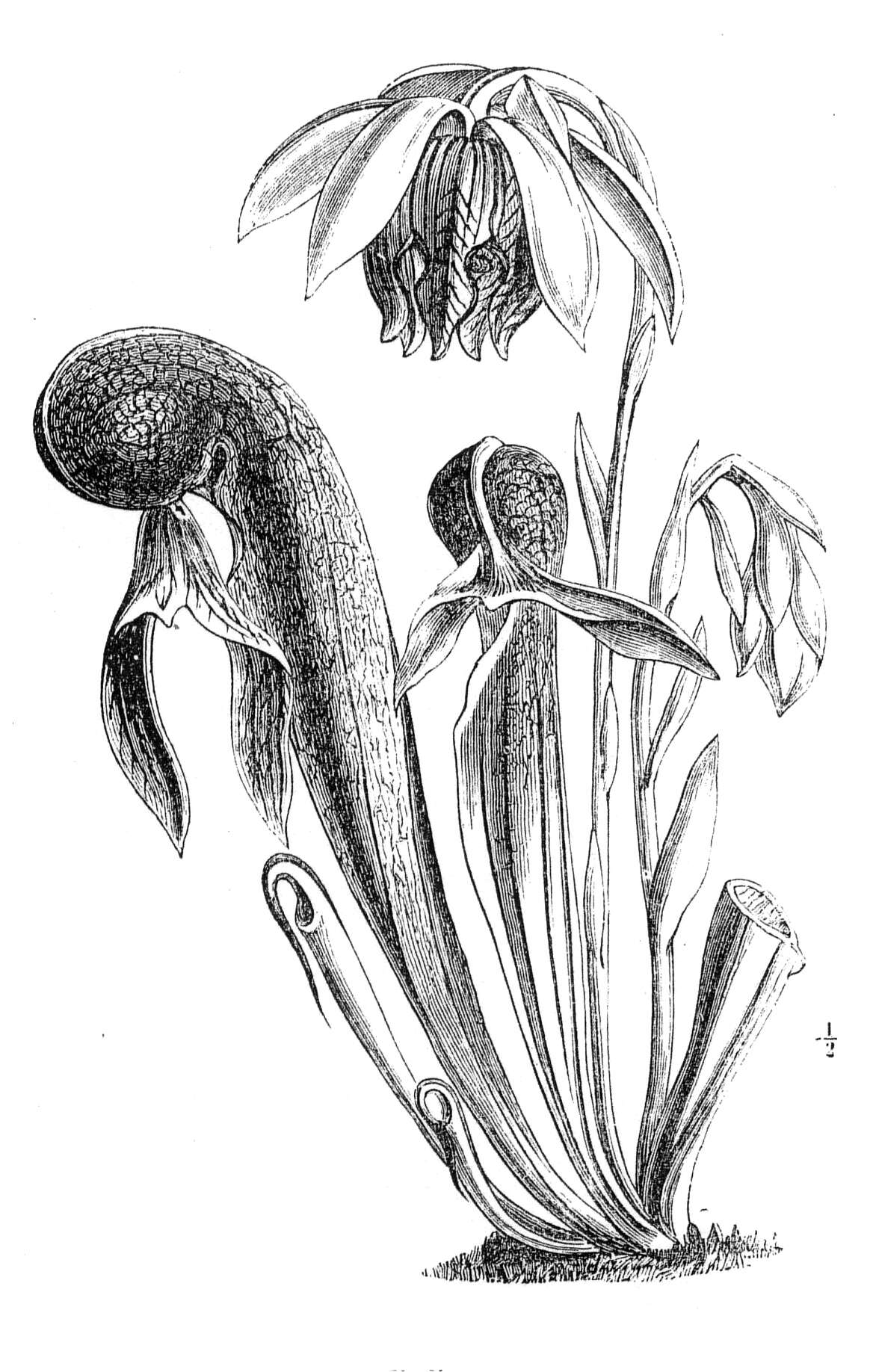 Image of California pitcherplant