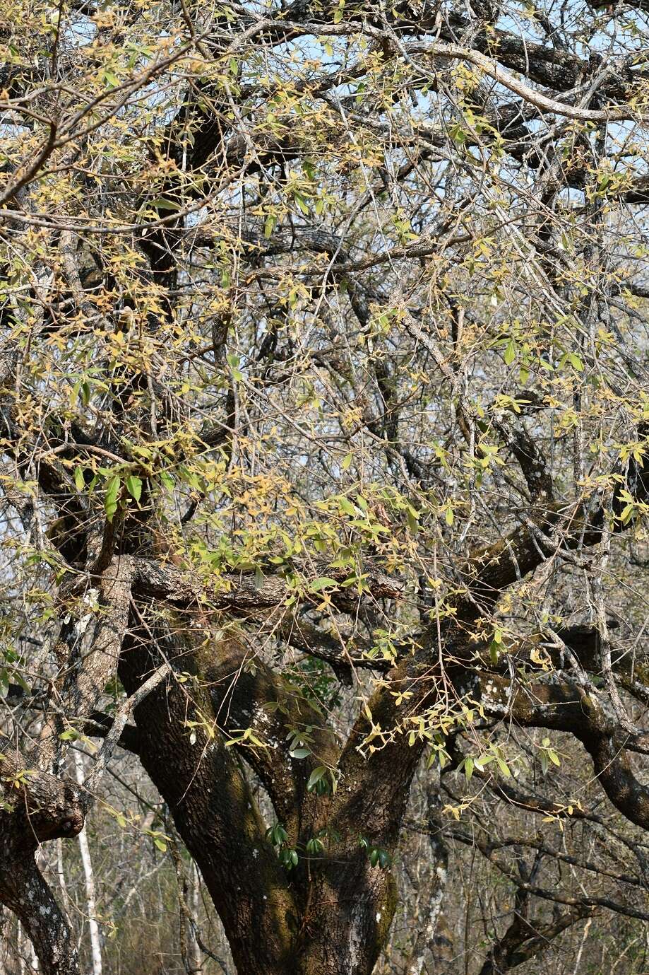 صورة Quercus peduncularis Née