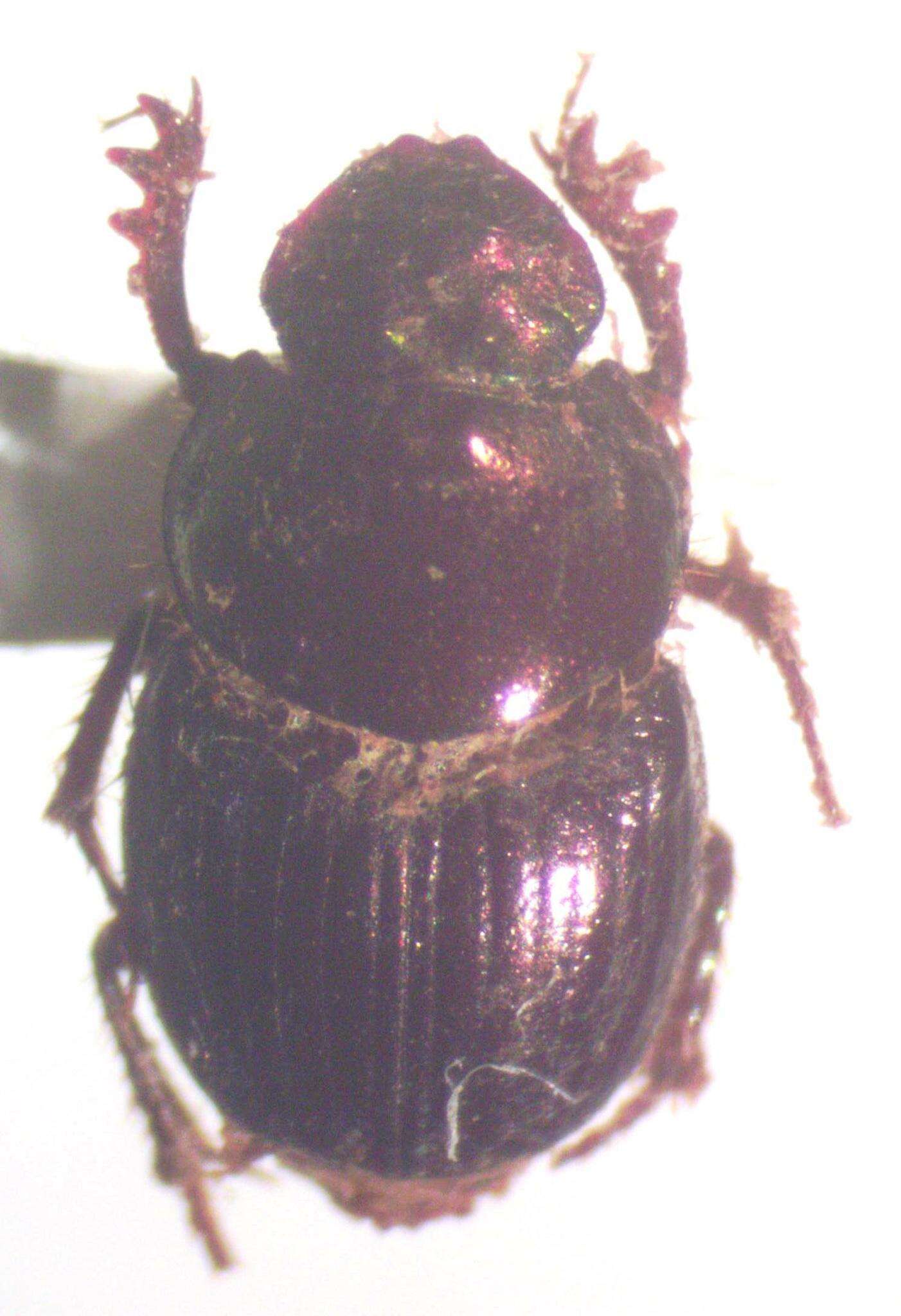 Image of Onthophagus limonensis Kohlmann & Solis 2001