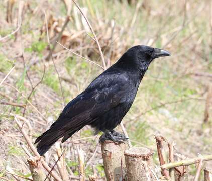 Image of Carrion Crow