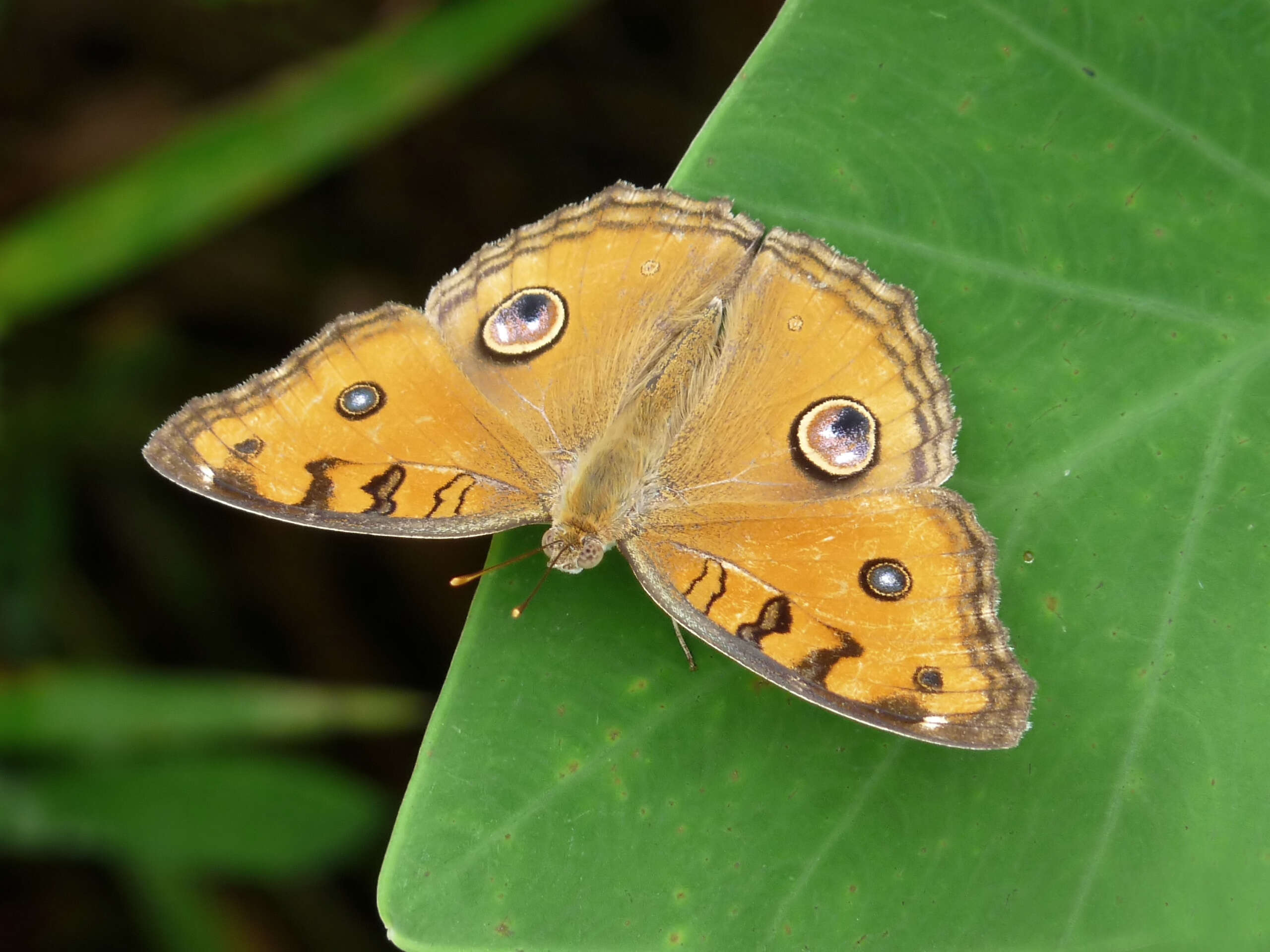 Imagem de Junonia almana Linnaeus 1758