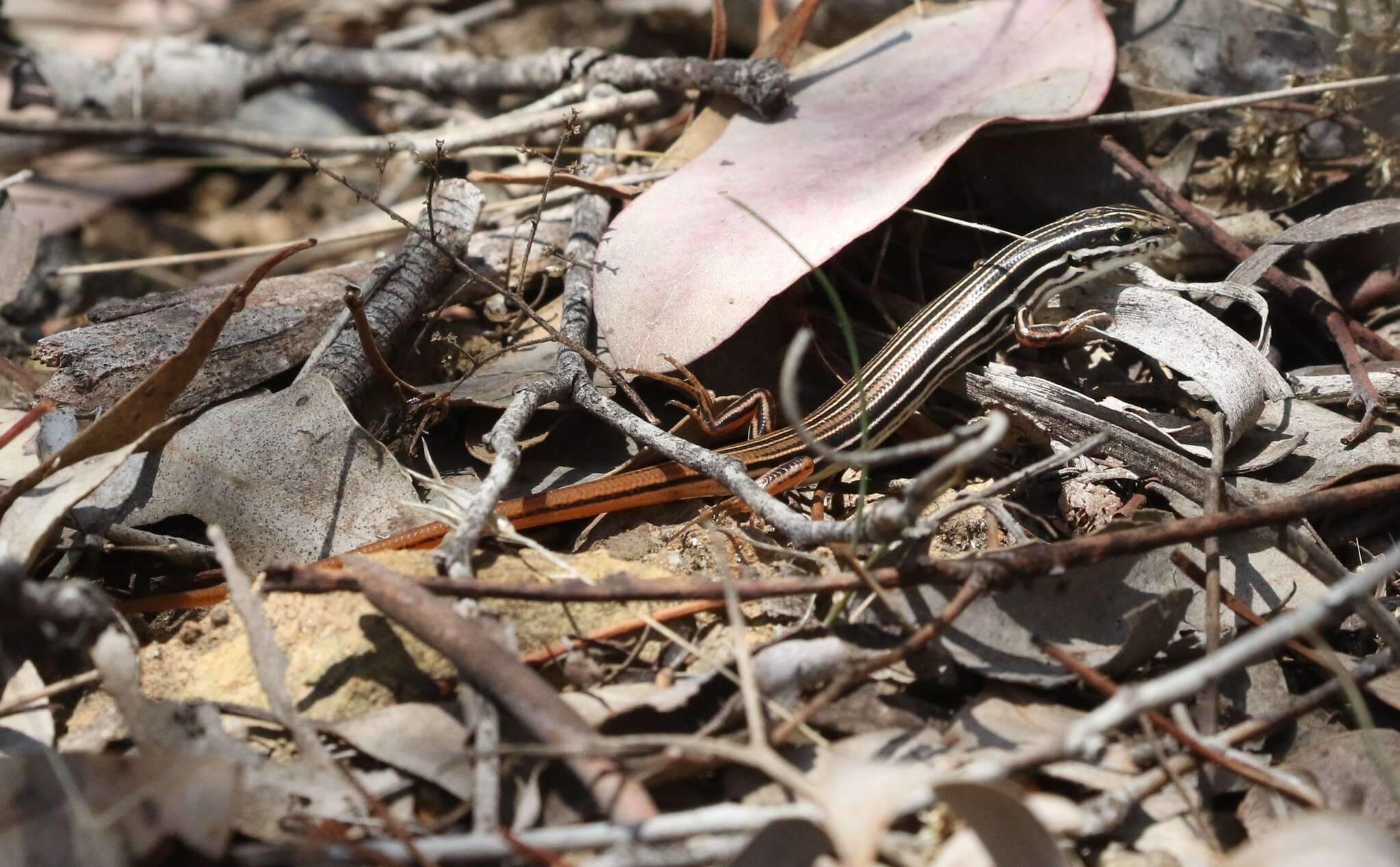 Image of Copper-Tailed Skink