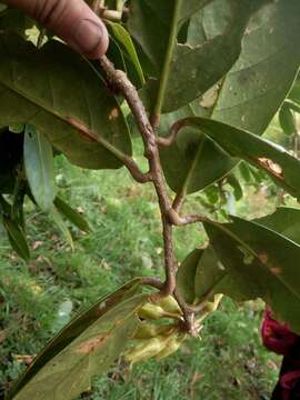 Слика од Schultesianthus coriaceus (O. Kuntze) A. T. Hunziker