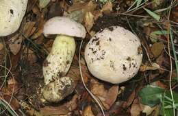 Butyriboletus pulchriceps (Both, Bessette & R. Chapm.) Kuan Zhao & Zhu L. Yang 2015的圖片