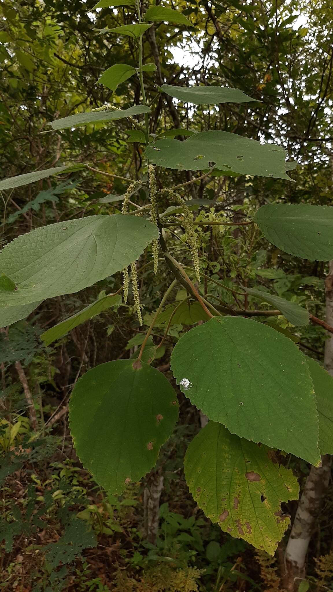 Imagem de Acalypha macrostachya Jacq.