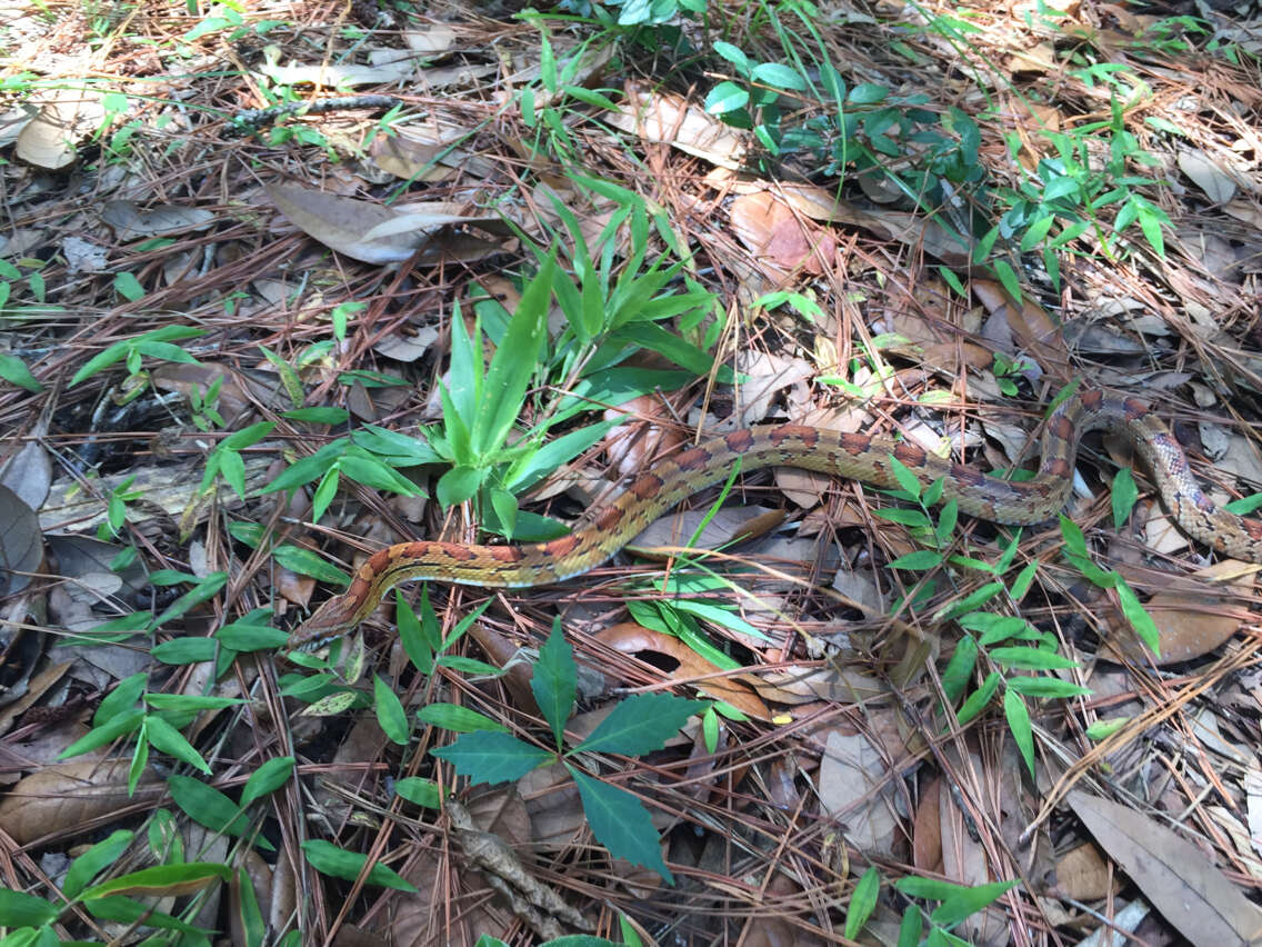 Image of Corn Snake