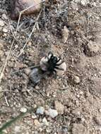 Image of Aphonopelma saguaro Hamilton 2016