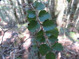 Imagem de Nothofagus menziesii (Hook. fil.) Oerst.