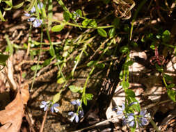 Image of Polygala serpyllifolia J. A. C. Hose