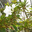 Image of Rhododendron boninense Nakai